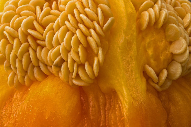 mit-diesem-trick-keimen-paprikasamen-in-zwoelf-stun-cc0-pixabay-adege-250117_download Mit diesem Trick keimen Paprikasamen in zwölf Stunden.