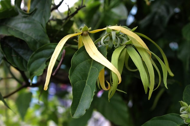 die-blueten-des-ylang-ylang-baums-duften-in-der-nac-cc0-pixabay-mayapujiati-190125_download Die Blüten des Ylang-Ylang-Baums duften in der Nacht besonders stark.