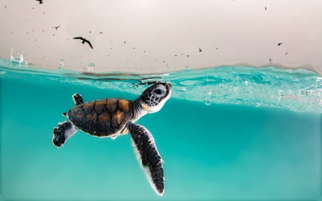 Ocean-Photography-Award-Nachwuchspreis-Platz1-Hannah-Le-Leu-051021-1280x800px Baby-Schildkröte im Meer