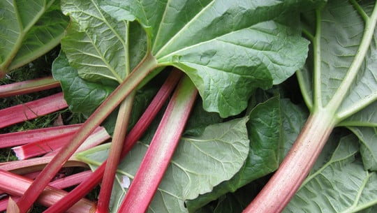 rhabarbersirup-selber-machen-cc0-pixabay-ulleo-190324 Rhabarbersirup selber machen