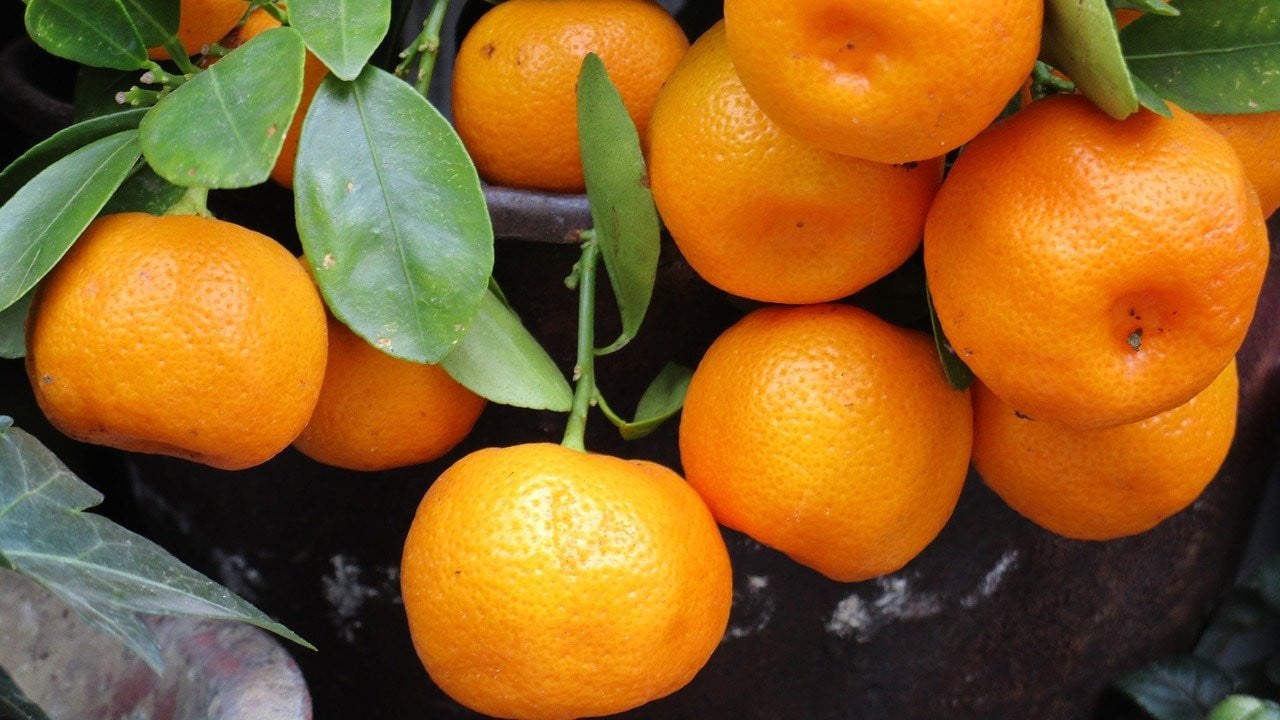 Mandarine und Clementine: Unterschiede und worauf du beim Kauf achten musst