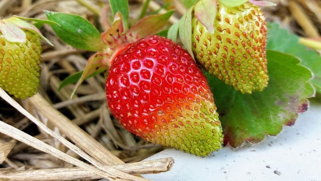 wenn-die-erdbeeren-reif-sind-kannst-du-die-samen-cc0-pixabay-lakeblog-210720_download Vor dem Erdbeeren vermehren, musst du erst Samen sammeln.