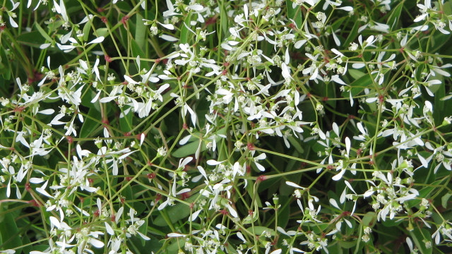 zauberschnee-meneerke-bloem-a-hrefhttpscreativecommonso-191030 Zauberschnee