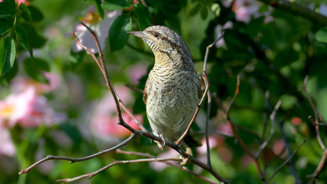 Biodiversität Biodiversität