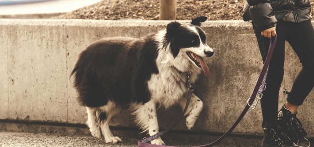 Ein schwarz-weißer Border Collie mit herausgestreckter Zunge, der an einer lila Leine neben einer Person steht. Die Person trägt schwarze Hose, schwarze Schuhe und eine schwarze Jacke. Im Hintergrund ist eine niedrige Betonmauer und Erde zu sehen.