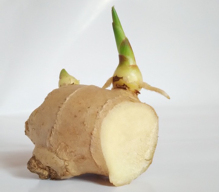 Wusstest du, dass du Ingwer einfach selbst ziehen kannst? - Utopia.de