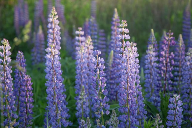 die-vielblaettrige-lupine-ist-eine-invasive-art-di-cc0-pixabay-mystraysoul-250412_download Die vielblättrige Lupine ist eine invasive Art, die sich schnell und weit verbreiten kann.