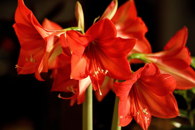 die-amaryllis-solltest-du-drinnen-ueberwintern-cc0--pixabay--wfranz-251117_download Die Amaryllis solltest du drinnen überwintern.