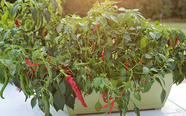 balkon-gemuese-chili-pb-cc0-Jill-Wellington-210125-1280x800 Chilli im Blumenkasten