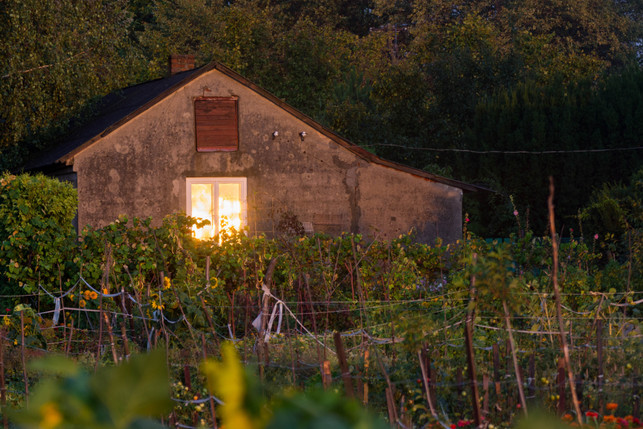 alternativ-kannst-du-auch-abends-nach-sonnenunterg-cc0--pixabay--utroja0-250605_download Alternativ kannst du auch abends nach Sonnenuntergang gießen.