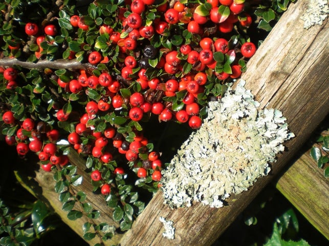 zwergmispel-an-gartenzaun-cc0-pixabay-adi48-190923_download Zwergmispel an Gartenzaun