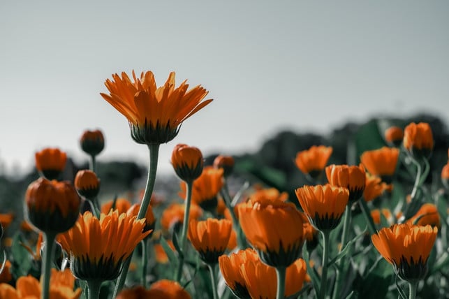 Plant the flowers yourself in the garden to make marigold tea. 