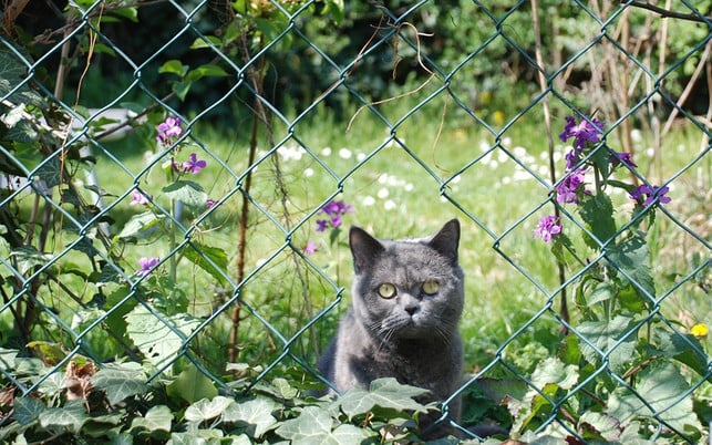 falls-deine-katze-typische-symptome-aufweist-soll-cc0-pixabay-pitpet54-240821_download Falls deine Katze typische Symptome aufweist, solltest du lieber ärztlichen Rat einholen.