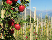 Apfelanbau in Südtirol