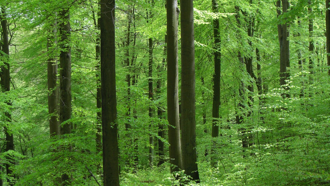interview-wohlleben-p-peter-wohlleben-050820-1280x720 Damit der Wald nachhaltig bewirtschaftet werden kann, muss sich in der Forstindustrie einiges verändern.