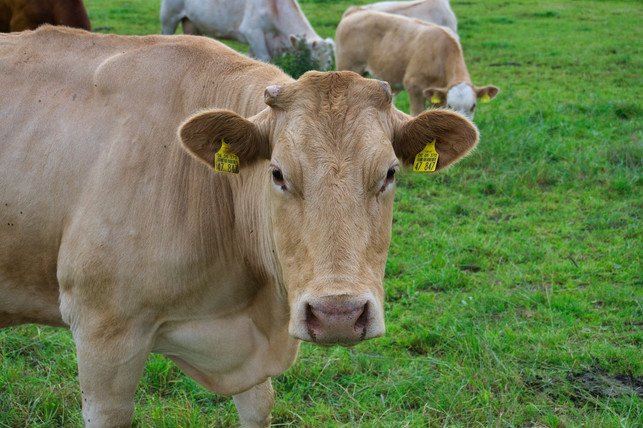 verdraengen-zellbasierte-milchprodukte-in-einigen-j-cc0-pixabay-photopat-210703_download Verdrängen zellbasierte Milchprodukte in einigen Jahren die tierischen Originale?