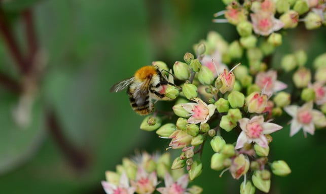 mauerpfeffer-ist-eine-besonders-bienenfreundliche-cc0--pixabay--congerdesign-250729_download Mauerpfeffer ist eine besonders bienenfreundliche Pflanze für Gärtner:innen ohne grünen Daumen.