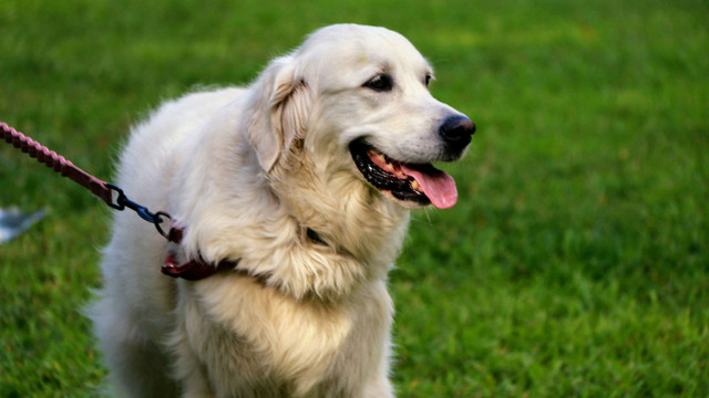 Aktuelles Hunderecht: Diese Regeln müssen Halter:innen kennen Hunderecht