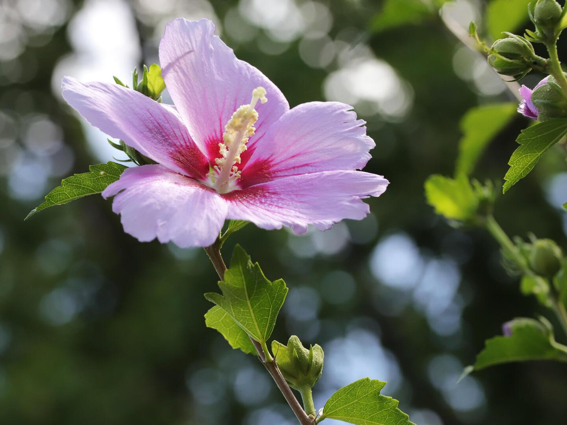 Hibiskus fr schnere Blten schneiden: In diesem Fall solltest du es jetzt  tun - Utopia.de