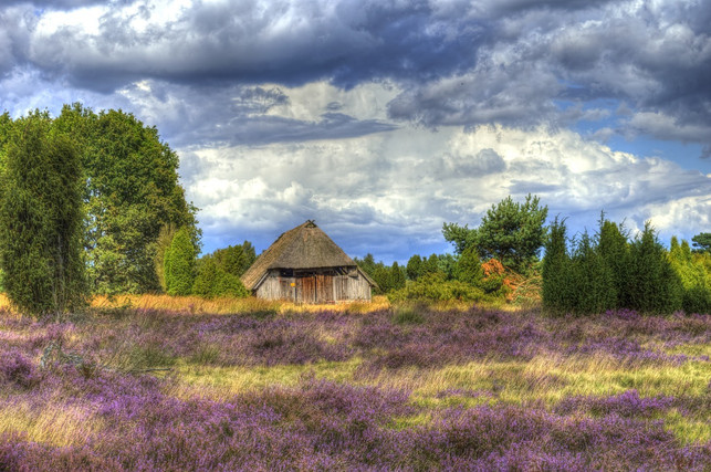 die-lueneburger-heide-ist-die-wohl-bekannteste-heid-cc0-pixabay-krottorfer-200701_download Die Lüneburger Heide ist die wohl bekannteste Heidelandschaft in Deutschland.