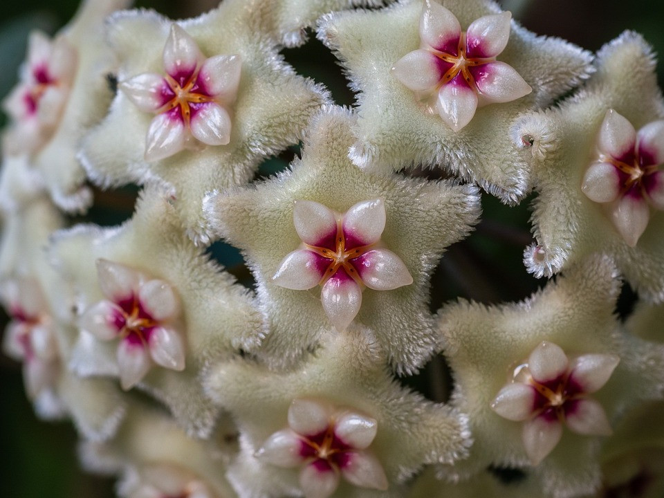 cotyledon variegata Cotyledon tomentosa variegata – Succulent Gardens
