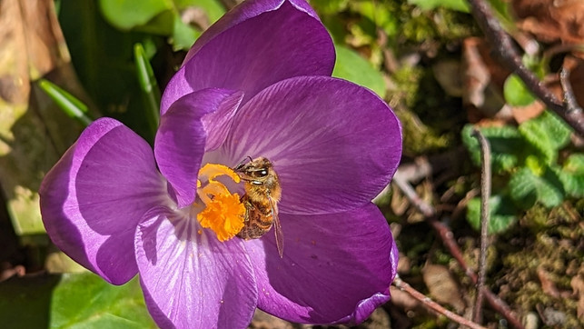 bienen-pflanzen-garten-balkon-maerz-krokus-bw-240306-1280x720 Der Frühlingskrokus zählt zu den besonders bienenfreundlichen Frühblühern.