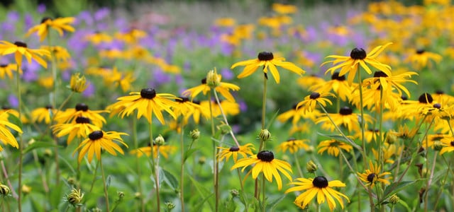 verwelkte blumen
