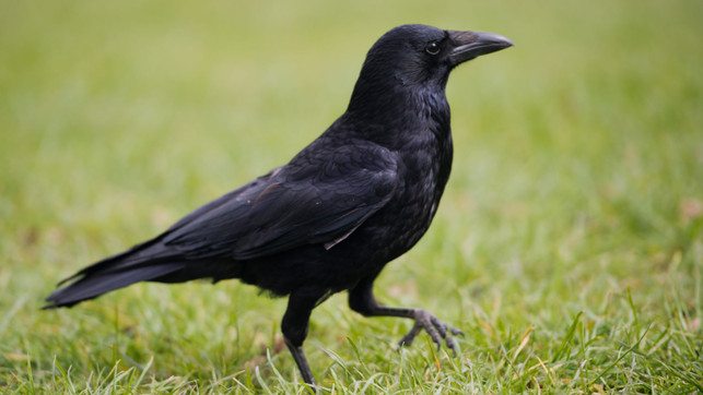 Welche Tiere haben ein Bewusstsein? 6 Experimente, die aufrütteln