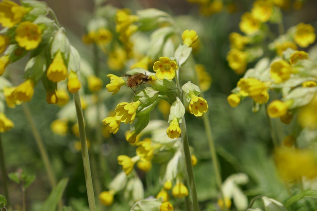 die-schluesselblume-ist-bei-insekten-als-nahrungsqu-cc0-pixabay-irmaweb-200331_download Die Schlüsselblume ist bei Insekten als Nahrungsquelle beliebt.