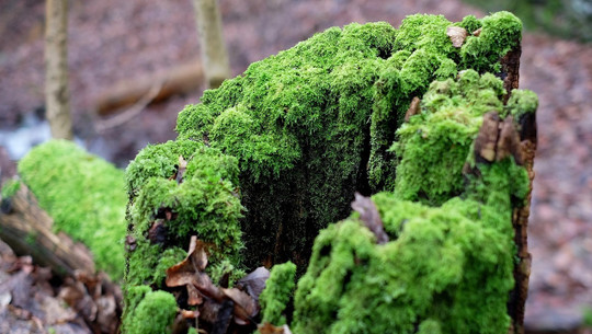 baumstumpf-entfernen-cc0-pixabay-couleur-191027 Baumstumpf entfernen