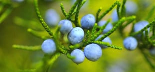 Waldheidelbeeren