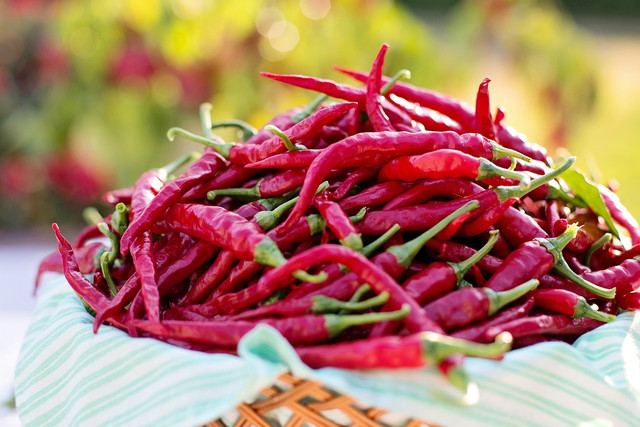 Peperoni pflanzen, pflegen und ernten im Garten oder auf dem Balkon