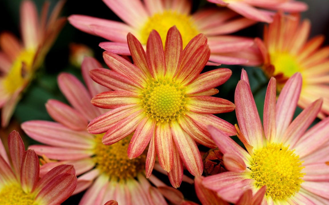 5 Pflanzen, die du unbedingt im Herbst pflanzen solltest - Utopia.de
