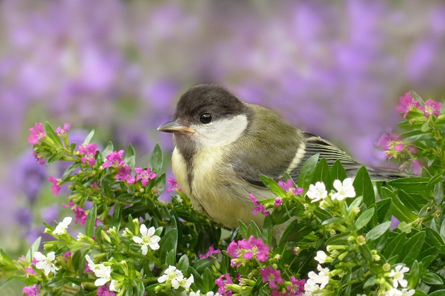 voegel-finden-in-straeuchern-nahrung-und-schutz-vor-cc0-pixabay-oldiefan-221106_download Vögel finden in Sträuchern Nahrung und Schutz vor Fressfeinden.