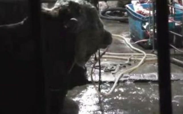 rinder-quaelerei-wasser-vollpumpen-s-weibo-181128-1280x800 Besonders kranker Fall von Tiermisshandlung: Rinder durch Nasenlöcher mit literweise Wasser vollgepumpt