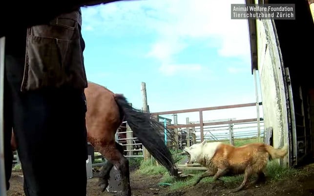 Videoaufnahmen von Pferden auf Blutfarmen Die Pferde werden auch von Hunden gejagt und in die Boxen zur Blutabnahme getrieben.