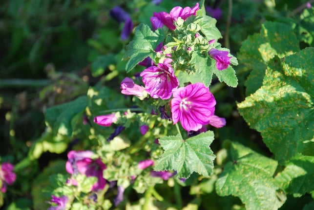 mit-einem-sonnigen-standort-und-einem-sandigen-bod-cc0-pixabay-irebru-200524_download Mit einem sonnigen Standort und einem sandigen Boden gedeihen Bechermalven auch in deinem Garten.