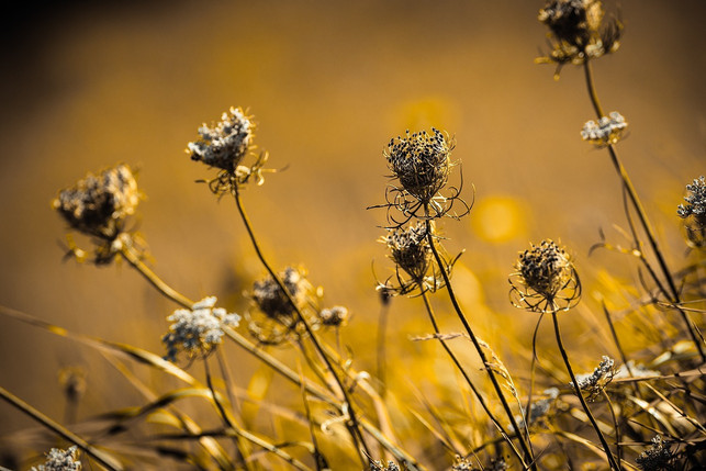 alle-teile-der-wilden-moehre-sind-essbar-cc0-pixabay-pezibear-200527_download Alle Teile der Wilden Möhre sind essbar.