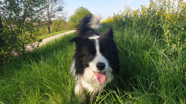 hund-hitze-gassi-bw-220713-1280x720 Bei Hitze solltest du Gassirunden in der Mittagshitze vermeiden.