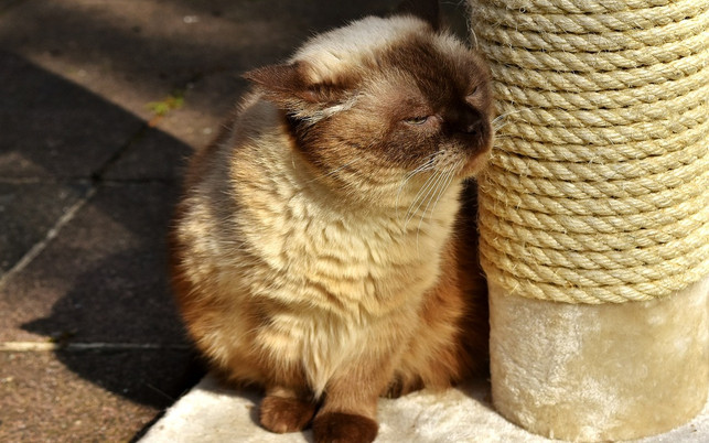 glueckliche-katze-mit-neuem-kratzbaum-cc0-pixabay-alexas_fotos-180223 Glückliche Katze mit neuem Kratzbaum.