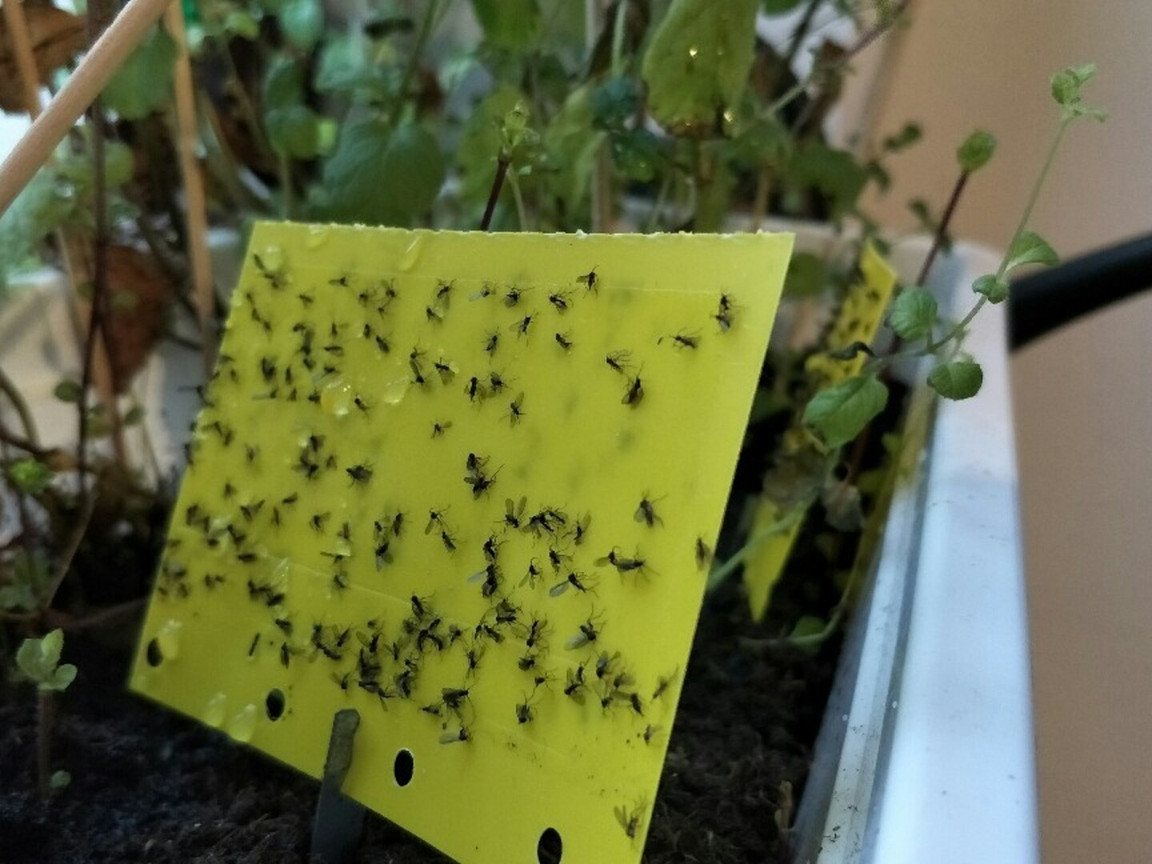 Trauermcken ohne Gelbtafel bekmpfen: Diese 3 Mglichkeiten hast du -  Utopia.de