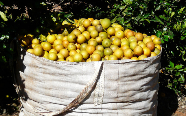orangenernste-grosssack-z-CIR-210712-1280x800 Orangenernte: Pflücker:innen werden oft nach Produktivität bezahlt