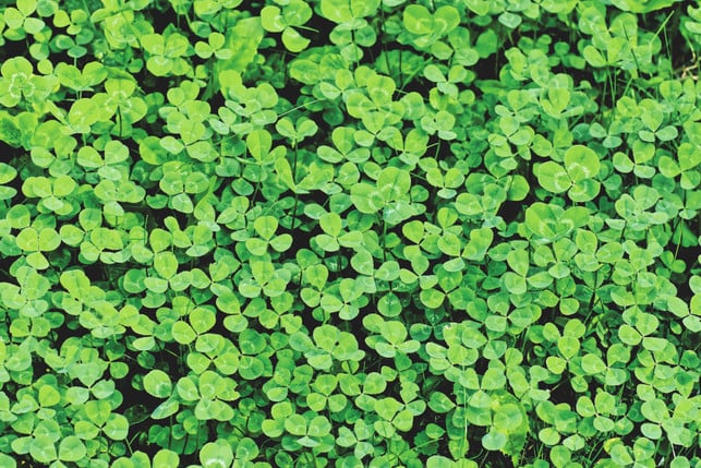 klee-ist-gut-geeignet-um-luecken-im-rasen-auszufuel-cc0--pixabay--alexas_fotos-250518_download Klee ist gut geeignet, um Lücken im Rasen auszufüllen.