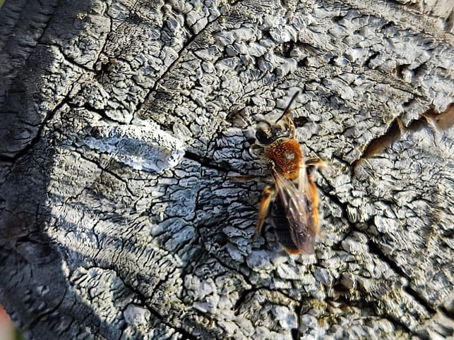 auch-totholz-ist-ein-guter-nistplatz-fuer-wildbiene-franz-dussl-230509_download Auch Totholz ist ein guter Nistplatz für Wildbienen.