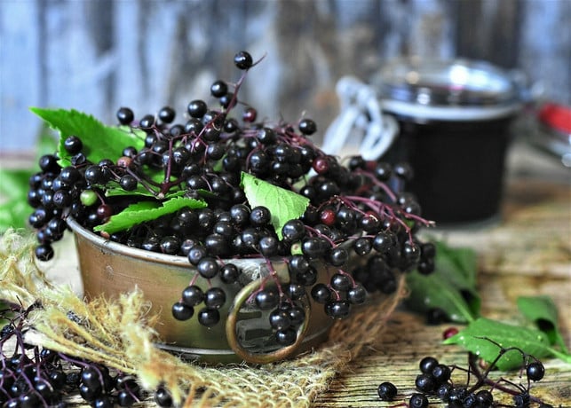 fuer-holundergelee-brauchst-du-reife-holunderbeeren-cc0-pixabay-ritae-210908_download Für Holundergelee brauchst du reife Holunderbeeren.