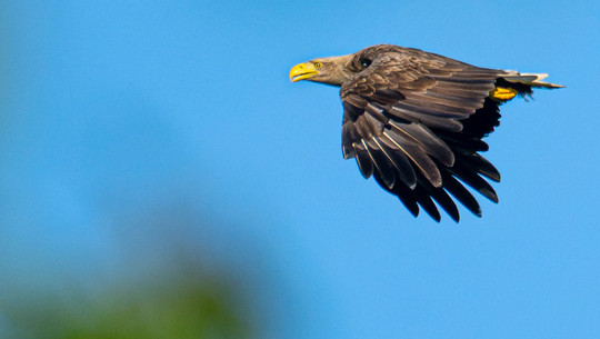 Trotz Artensterben: Zwei beliebte Tierarten erholen sich in Schleswig-Holstein Seeadler Artensterben