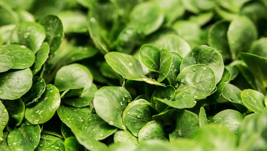 feldsalat-cc0-pixabay-ejaugsburg-211118 feldsalat