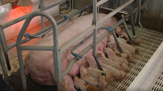 schweinefleisch-report-ferkel-s-zdf-mediathek-210217-1280x720 Fleisch, Schweinefleisch, Schweinezucht, ZDF