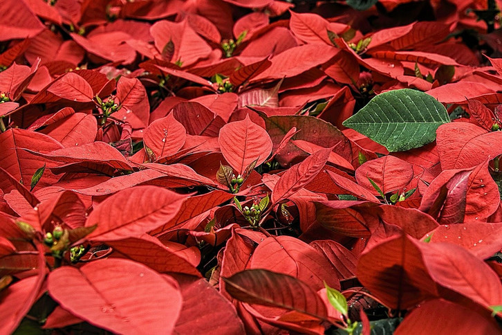 Achtung, giftig: Bei diesen Weihnachtspflanzen solltest du aufpassen -  Utopia.de