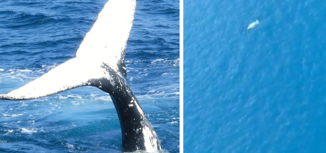 Der weiße Wal Migaloo wurde angeblich gesichtet